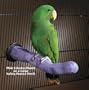 Sweet Feet and Beaks 15005 X-Large Safety Pumice Perch
