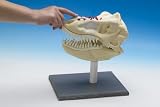 Review Casdon 00559 / PegSculpture 559 Toy T.rex Sculpture Kit