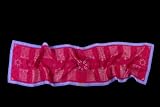 Rectangular Scarf 55" X 15" Colonial Buildings in Red