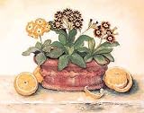 Auriculas With Lemons Poster Print