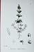 Botany Plants C1902 Rough Corn Bedstraw Galium Tricorne