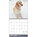 TF Publishing 171006 Wall Calendar 2017, Golden Retrievers