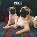   - Pugs 2008 Wall Calendar