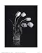 Dramatic Tulips Art Poster PRINT Dick and Diane Stefanich 8x10