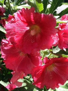 Fordhook Giant Hollyhock Mix 50 Seeds -Alcea-Perennial Fordhook Giant Hollyhock Mix 50 Seeds -Alcea-Perennial