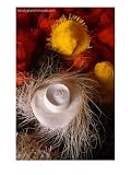 Panama Hats Piled Up at Factory, Cuenca, Ecuador Photographic Poster Print by Juliet Coombe, 12x16