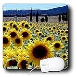 Flowers - Sunflowers - Mouse Pads