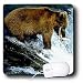 Wild animals - Brown Bear Fishing - Mouse Pads