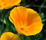 413Zl6H 28L. SL160  California Poppy Seeds (Eschscholzia californica)