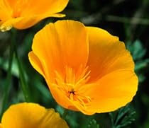 California Poppy Seeds