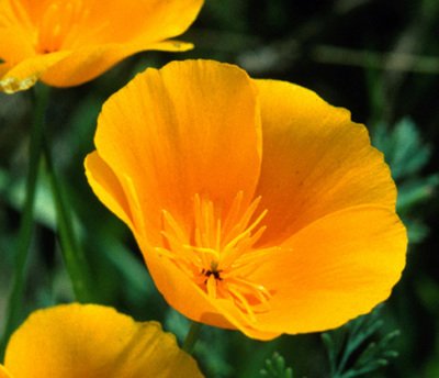 California Poppy Seeds