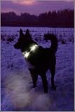 Eigenschaften Leuchtie  / LEUCHTIE 37,5 cm weiss superheller Hunde-Leucht-Halsring - Zwischengröße