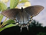 Tiger Swallowtail Butterfly Displaying its Dark Phase Premium Photographic Poster Print by George Grall, 18x24