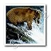Wild animals - Brown Bear Fishing - Iron on Heat Transfers