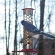 Bird ins Choice 1 Quart Stainless Steel Peanut In The Shell Feeder