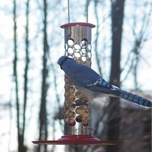 Peanut Feeder