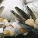 Young European Eels Elvers Lying Buried in the Sand on Riverbed, UK Photographic Post...