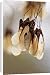 Canvas Prints of DAD-1957 Amur Maple - The fruits hang in nodding bunches and remain on the tree from Ardea Wildlife Pets