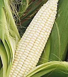 Silver Queen Sweet Corn - 300 Seeds - VALUE PACK!