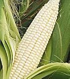 Silver Queen Sweet Corn 75 Seeds - B001J2AFKS