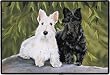 Scottie Scottish Terrier Dog Indoor Outdoor Doormat Rug Mat