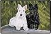 Scottie Scottish Terrier Dog Indoor Outdoor Doormat Rug Mat
