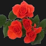 40 Stems of Valentine's Day Orange Spray Roses, Buy 20, Get 20 FREE. ONLY BY SPRING IN THE AIR. ORDERS RECEIVED BETWEEN JAN 29TH AND FEB 8 WILL BE DELIVERED ON VALENTINES DAY