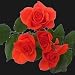 40 Stems of Orange Spray Roses for Valentine's Day, Buy 20, Get 20 FREE. ONLY BY SPRING IN THE AIR.