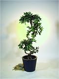 Eigenschaften huebsch-deko.de  / Ficus Spiralstamm mit Topf 160cm