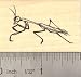 Praying Mantis Rubber Stamp Insect, Bug, Garden