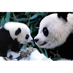 Pandas Animal Poster Print, 36x24