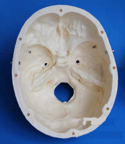 头盖骨模型 実物大 头部ガイコツ 人体模型 学校