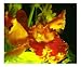 Guaria Still Life Photographic Poster Print by Johnny Aguirre, 20x16