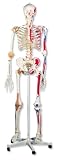 3B Scientific Sam the Super Skeleton