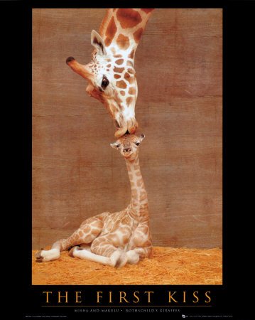 First Kiss (Giraffe with Baby) Art Poster Print - 16x20 Mini Poster Print, 16x20 Collections Mini Poster Print, 16x20