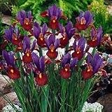 Eye of the Tiger Dutch Iris 10 Bulbs - Multiply Rapidly