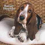 Basset Hounds 2008 Wall Calendar