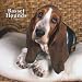 Basset Hounds 2008 Wall Calendar