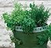 Kitchen & Housewares : 2 herb patio planters - made of tough polyethylene - 45cm H x 35cm Dia.