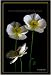 Linda Shier Paper Flowers 13 x 19 Glossy Print with Double Mat