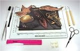 Buy Biolab Dissecting Kit by Science, Art and More