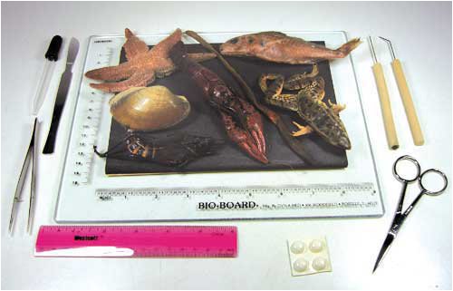 Buy Biolab Dissecting Kit by Science, Art and More now!