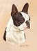 terrier35 - Boston Terrier Playing Cards Art by Robert May
