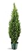 National Tree Arborvitae Tree with Dark Green Round Plastic Pot, 48-Inch