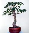 SILK COTTON TREE 10 SEEDS -CEIBA - TROPICAL OR BONSAI
