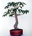SILK COTTON TREE 10 SEEDS -CEIBA - TROPICAL OR BONSAI