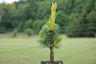 Pinus Parviflora Goldilocks - Japanese White Pine Tree - Pot Size 4