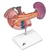 3B Scientific K22/2 Rear Organs of the Upper Abdomen Model, 9.1
