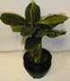 12" Desktop Banana Plant