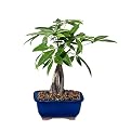 Braided Money Tree Plant